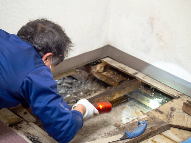 Best Health and Safety Mold Remediation in West Bend, WI