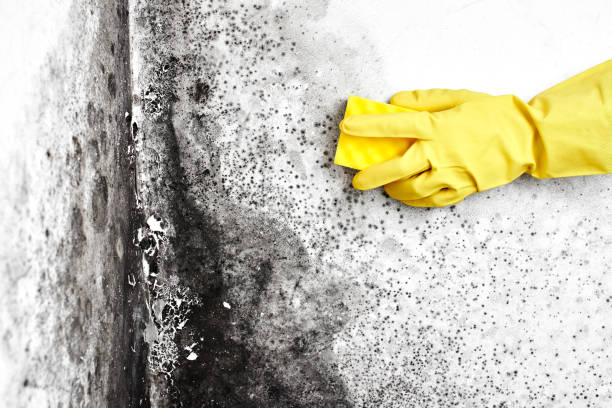 Best Attic Mold Remediation in West Bend, WI