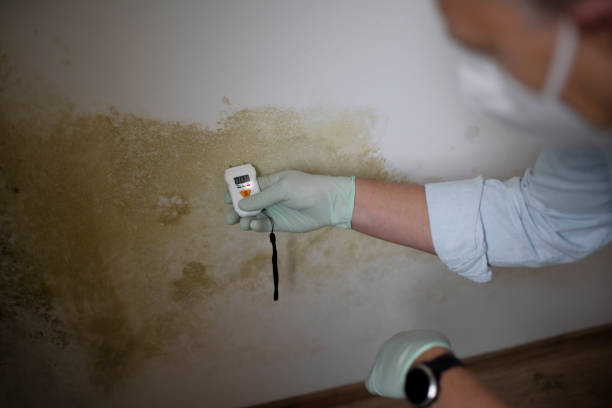 Best Crawl Space Mold Remediation in West Bend, WI