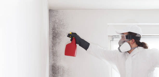 Best Attic Mold Remediation in West Bend, WI